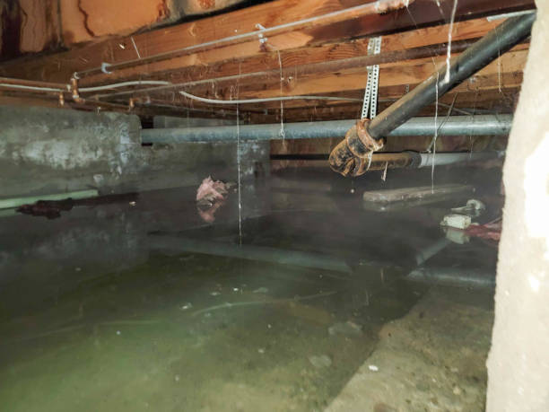 Best Flood damage cleanup  in Crozet, VA